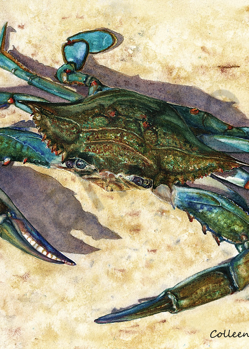 Blue Crab Art | ColleenNashBecht