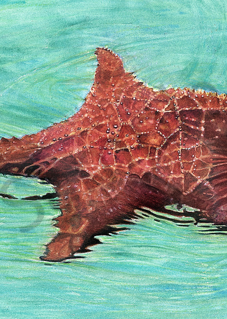 Sea Star / Star Fish Art | ColleenNashBecht
