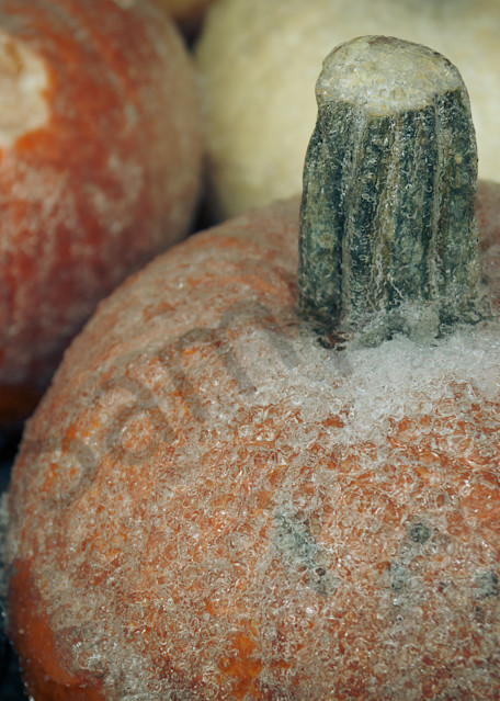 Frosty Pumpkins Photography Art | Sage & Balm Photography