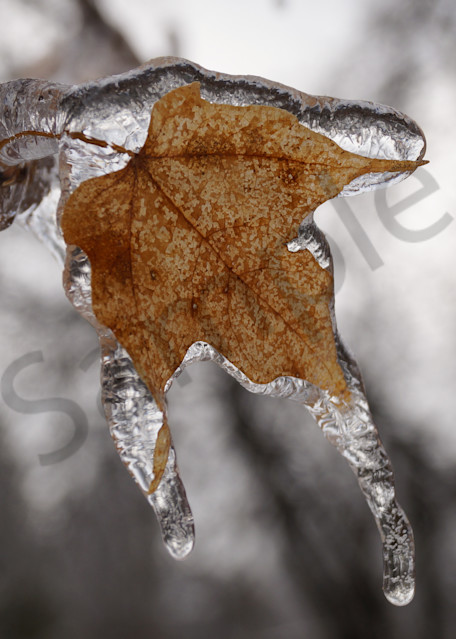 Icy Maple Photography Art | Sage & Balm Photography