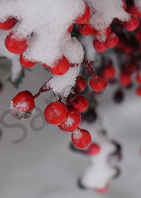 Nature winterscapes photographs for sale as fine art | Sage & Balm Photography