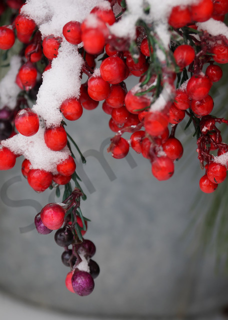 Berries And Boughs Photography Art | Sage & Balm Photography