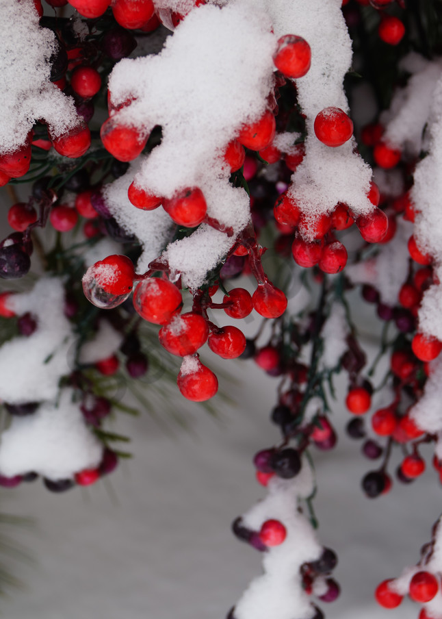 Wintry Berries Photography Art | Sage & Balm Photography