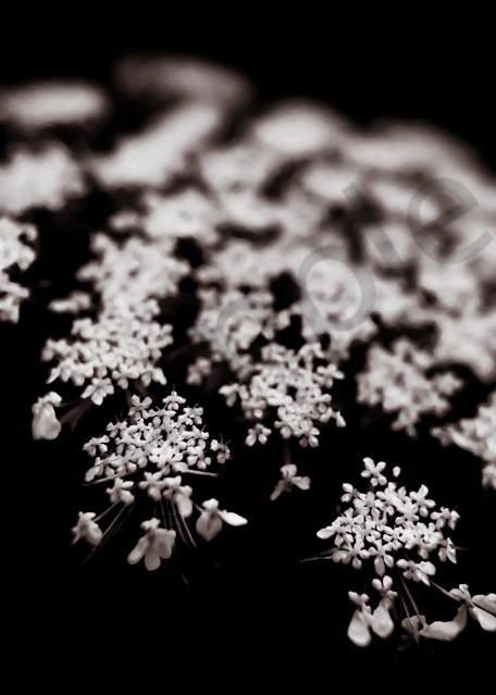 Black & white Queen Anne's lace floral photograph for sale | Sage & Balm Photography