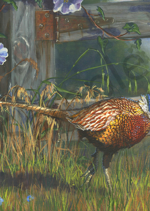 Ringneck Pheasant farm print