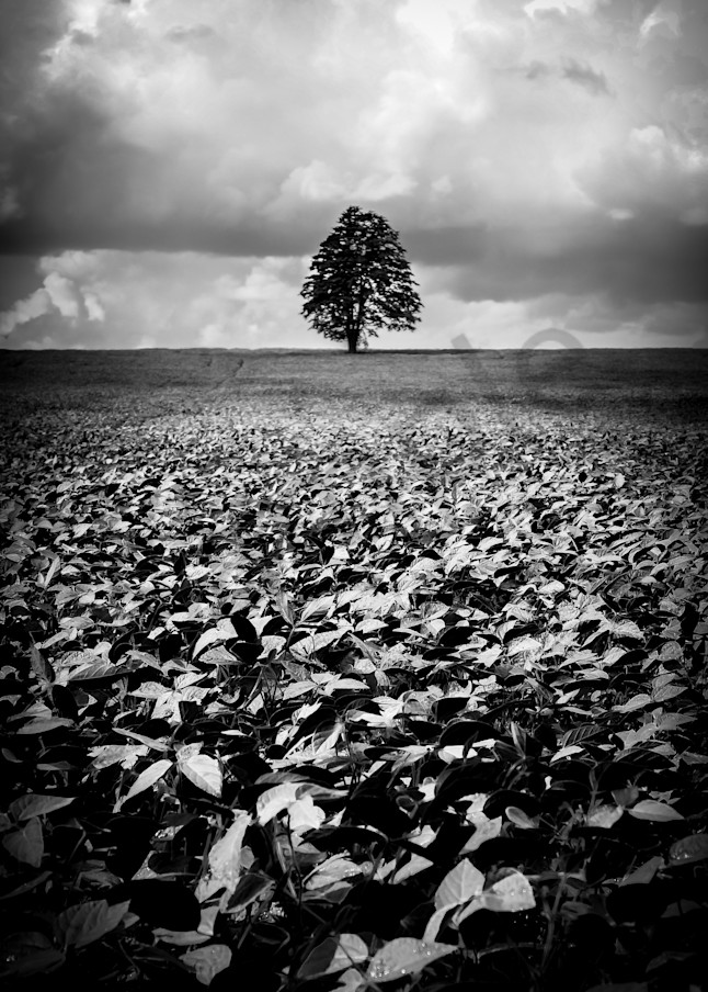 The Lone Tree Photography Art | Sage & Balm Photography