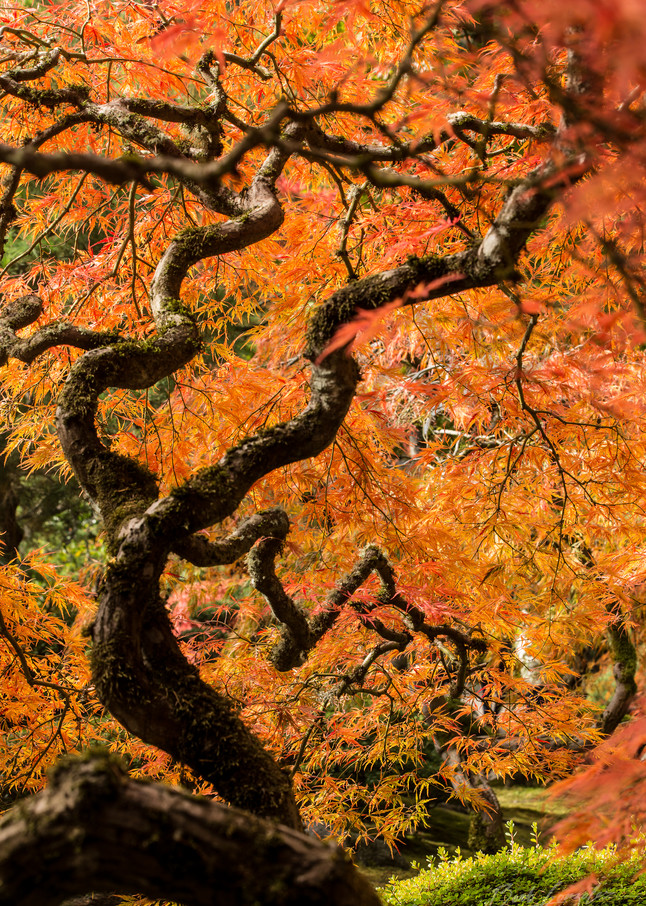 Japanese Maple Tree Photography Art | Barb Gonzalez Photography