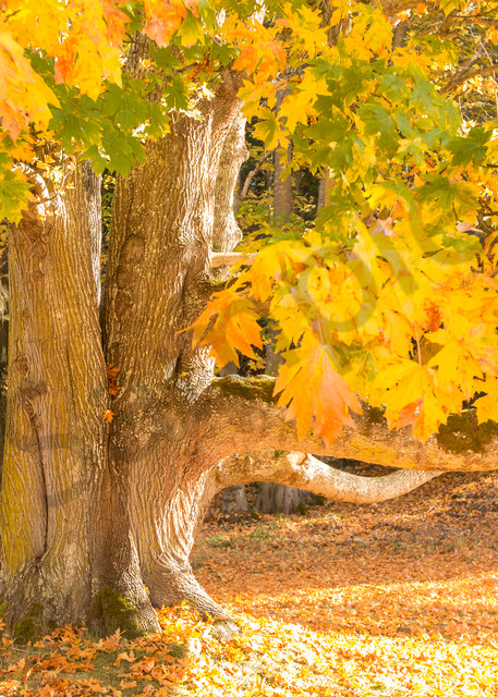 Giant Maple Autumn Colors Photo | Barb Gonzalez Photography