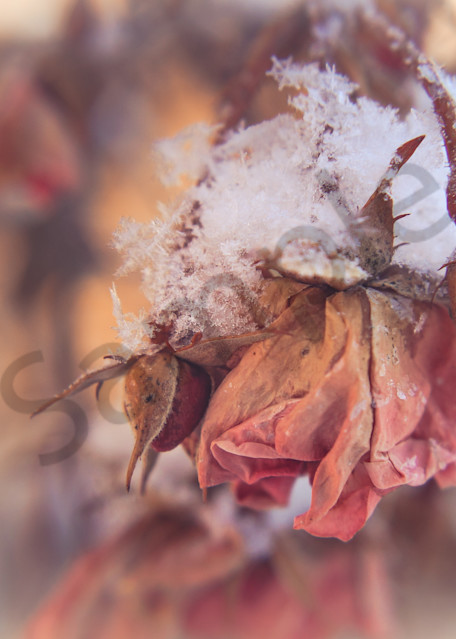 Roses In Snow Photography Art | Sage & Balm Photography