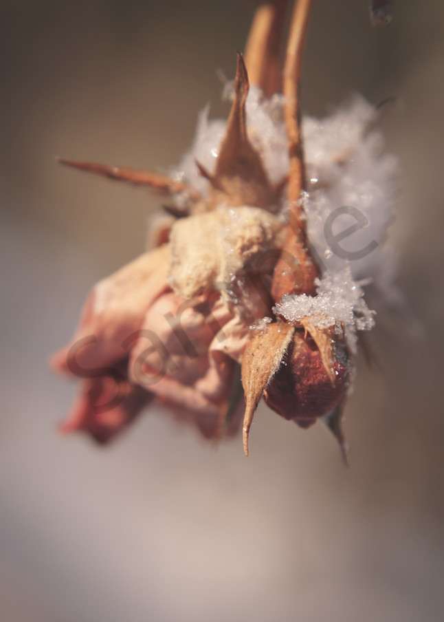 Winter Rose Bud Photography Art | Sage & Balm Photography