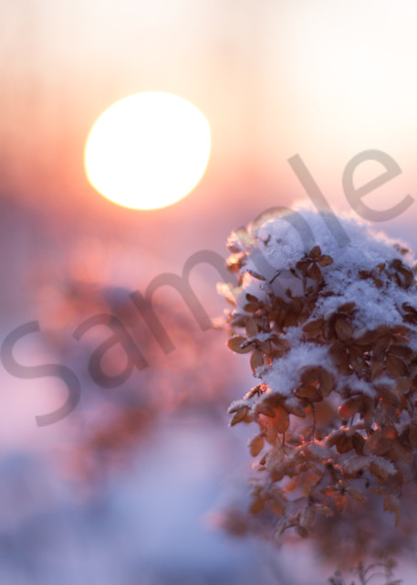 Hydrangeas At Sunrise Photography Art | Sage & Balm Photography