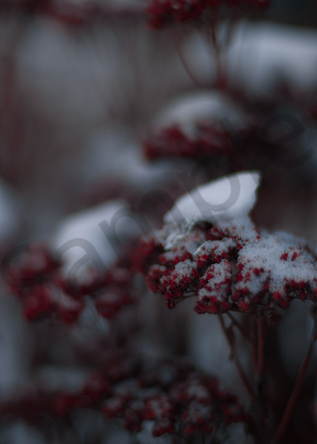 Red Sedums In Snow Photography Art | Sage & Balm Photography