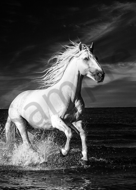 Infared Wild Horse In France 8242 Photography Art | Bridget Karam Photography