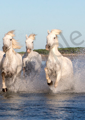 Francine's Horses 0173 Photography Art | Bridget Karam Photography