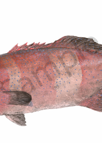 Traditional Gyotaku Paintings | Coral Trout by Desmond Thain