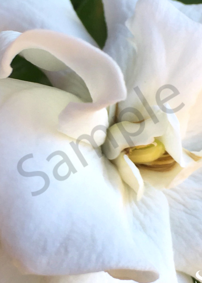 Gardenia Photography Art | slgparrish
