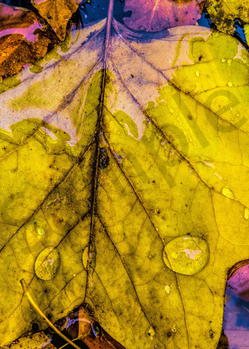 Raindrops on Leaves|Fine Art Photography by Todd Breitling|Todd Breitling Art