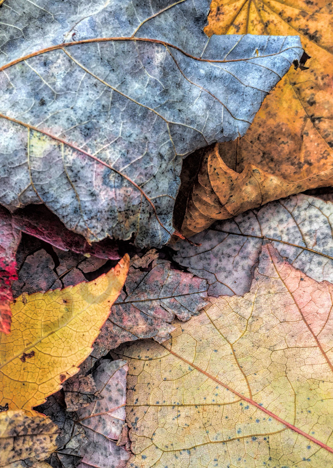 Leaf Pile Up|Fine Art Photography by Todd Breitling|Trees and Leaves|Todd Breitling Art