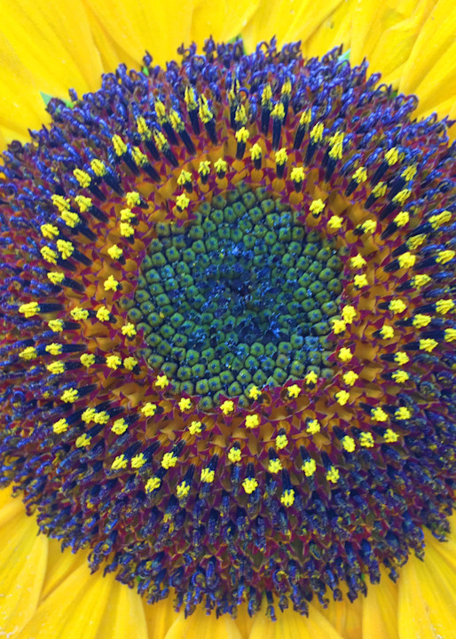Summer Sunflower|Fine Art Photography by Todd Breitling|Flowers|Todd Breitling Art