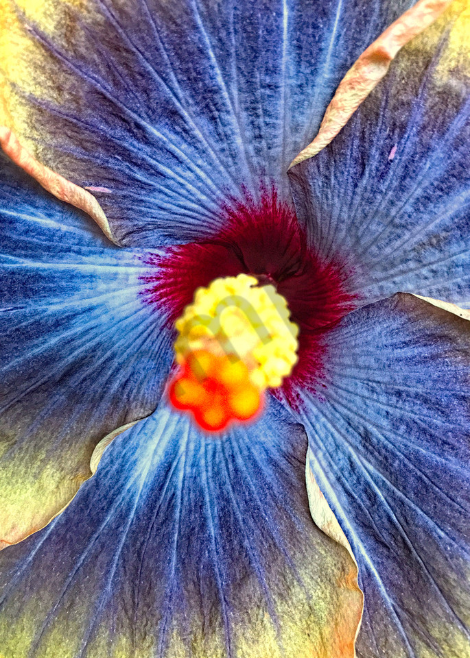 Hibiscus Flower|Fine Art Photography by Todd Breitling|Flowers|Todd Breitling Art