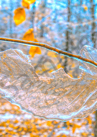 Frozen Remains|Fine Art Photography by Todd Breitling|Trees and Leaves|Todd Breitling Art