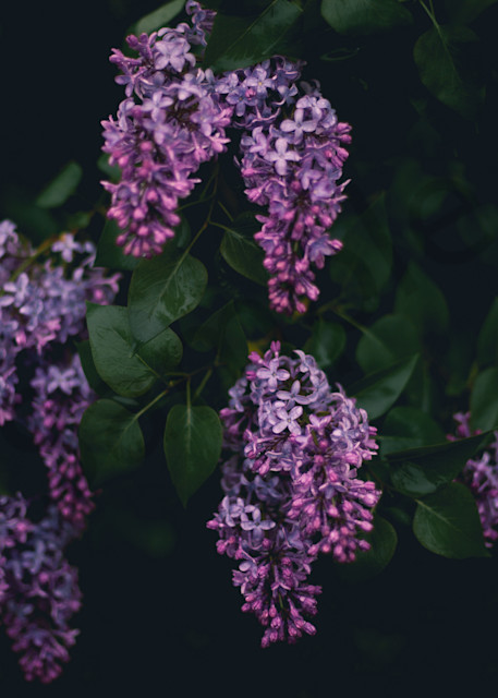 Moody Lilacs Photography Art | Sage & Balm Photography