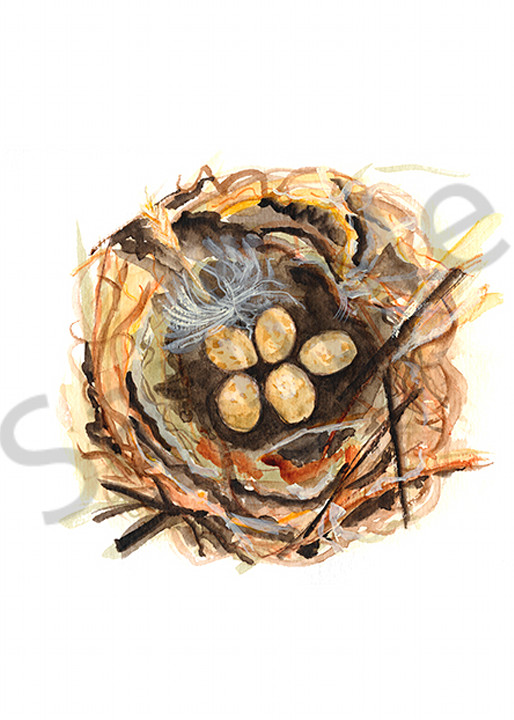 Bird Nest Study #5 Art | Digital Arts Studio / Fine Art Marketplace