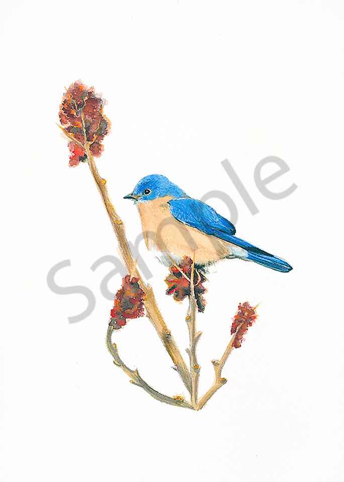 Bluebird #2 Art | Digital Arts Studio / Fine Art Marketplace