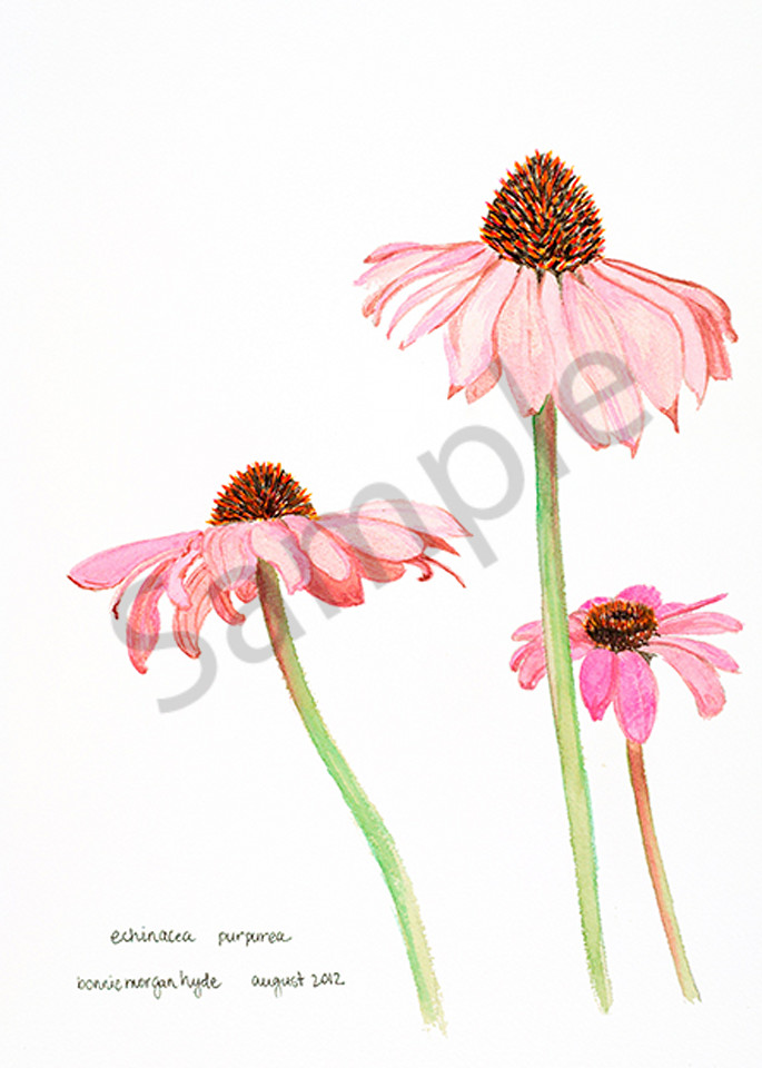 Echinacea Purpurea Art | Digital Arts Studio / Fine Art Marketplace