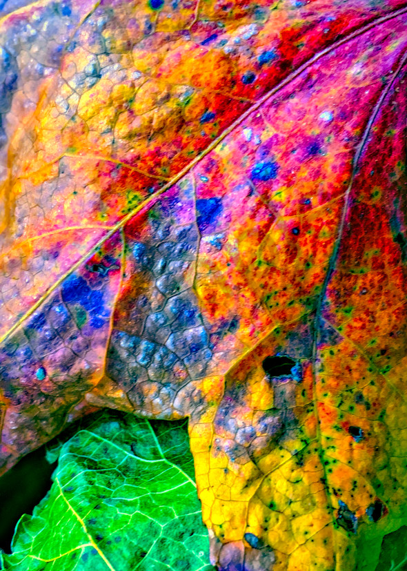 Fall Colors Gather|Fine Art Photography by Todd Breitling|Trees and Leaves|Todd Breitling Art|