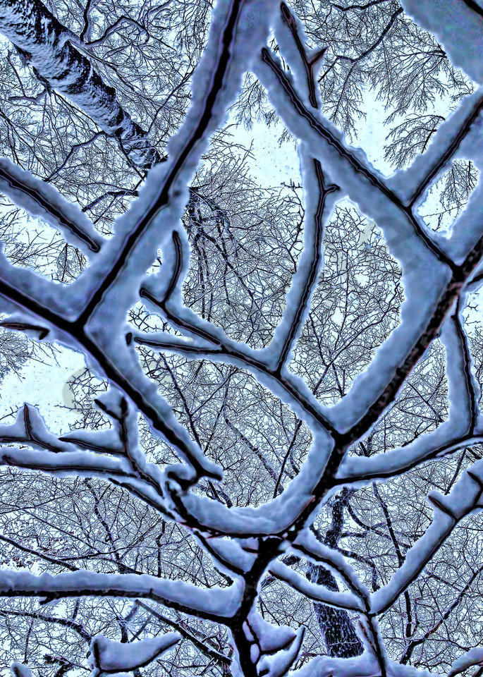 Winters Web|Fine Art Photography by Todd Breitling|Trees and Leaves|Todd Breitling Art