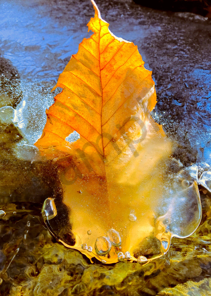 Leaf Frozen In A Stream|Fine Art Photography by Todd Breitling|Trees and Leaves|Todd Breitling Art|