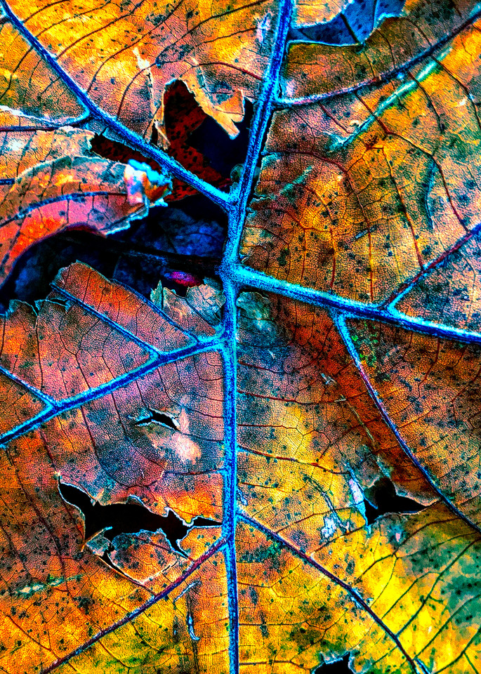 Leaf Decay|Fine Art Photography by Todd Breitling|Trees and Leaves|Todd Breitling Art