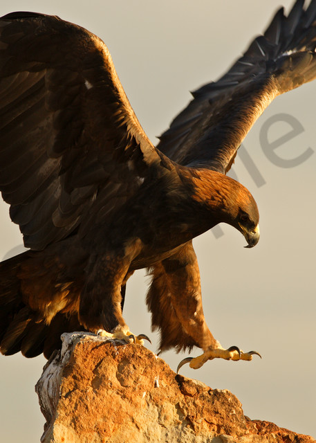 Golden Eagle | Robbie George Photography