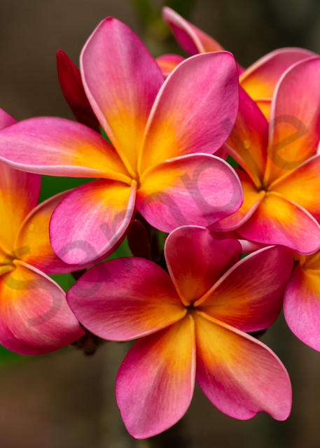 Hawaii Flora | Pupule Plumeria by Peter Tang