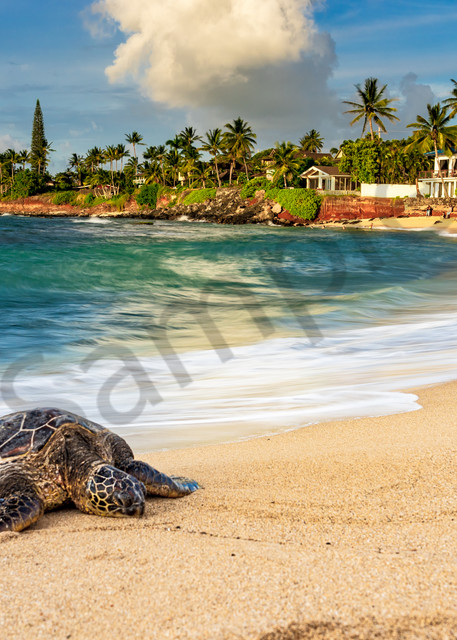 Hawaii Nature Photography | Honu By the Sea by Peter Tang