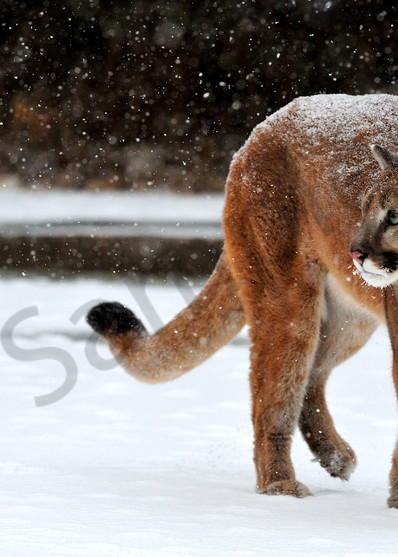 Cougar In Snow Art | Tecshots