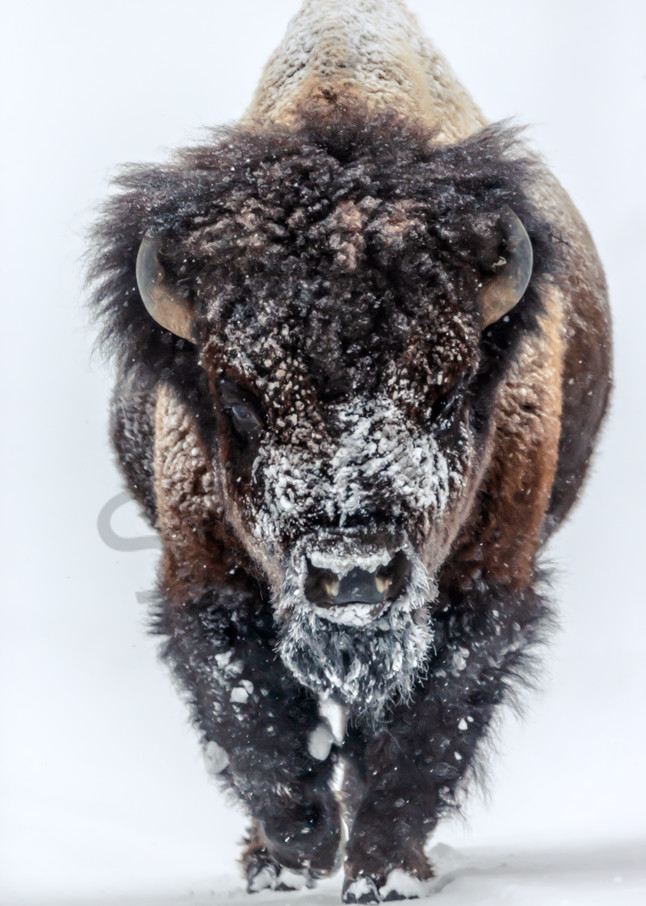 Buffalo | Robbie George Photography