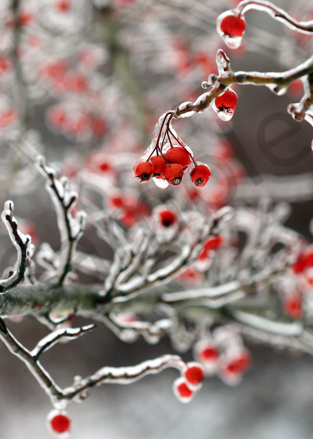 Winterberry | Robbie George Photography