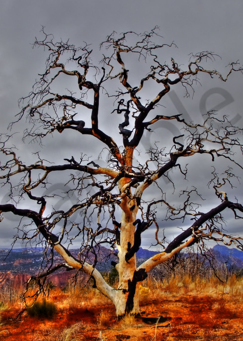 Stunning Tree Photograph-shop art/Masonandmasonimages.com