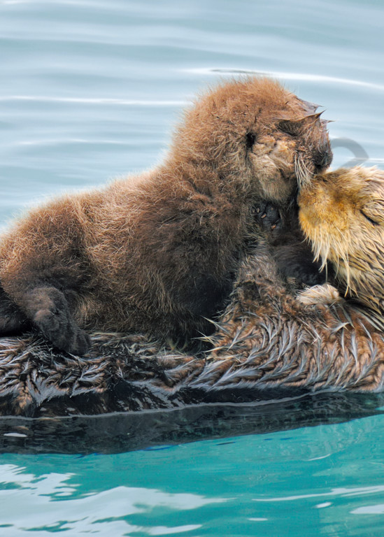 Alaskan or Northern Sea Otter