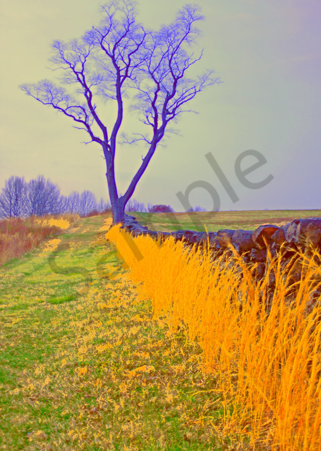 Tall Grass And Tree  Art | toddbreitling