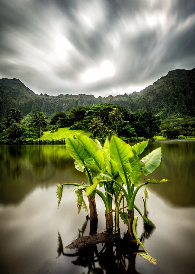 Fine Art Photography | Hawaiian Roots by Ren Shiroma