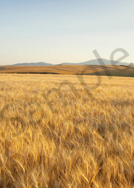 Ripening Soft White wheat in the Palouse region of Spokane County, WA