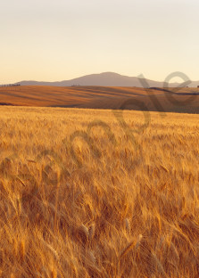 Panoramic view of a field of ripening Soft White wheat in the Palouse region of Spokane County, Washington state.