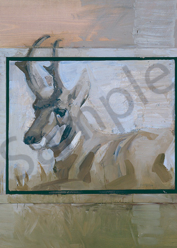 Pronghorn At Rest Art | Mary Roberson