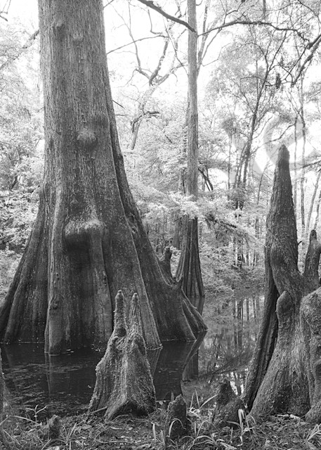Florida,Cypress,Suwanee State Park