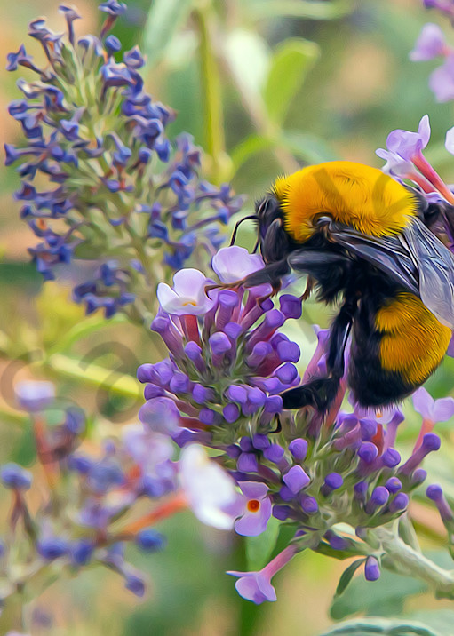 Life's Nectar - Bees are Life, shop art MasonandMasonImages.com