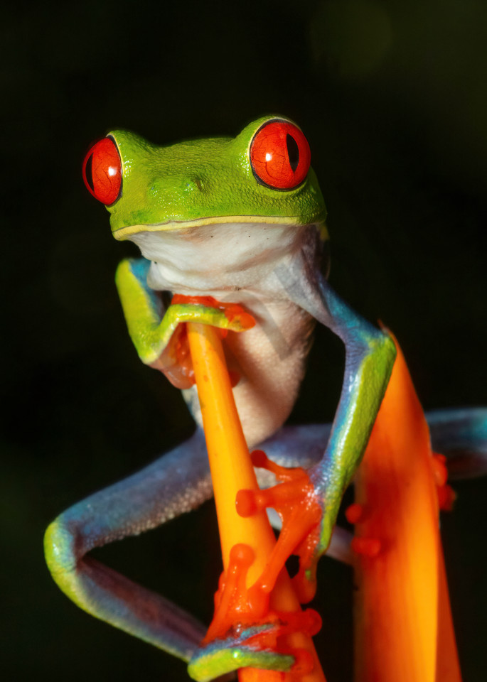 Red Eyed Tree Frog 6 Photography Art | John Martell Photography