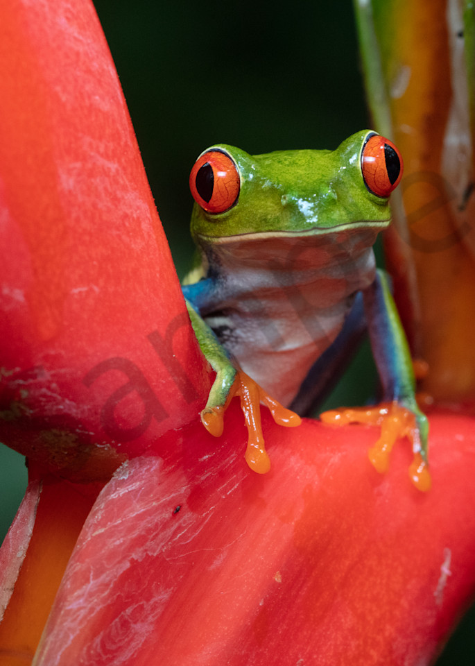 Red Eyed Tree Frog 8 Photography Art | John Martell Photography